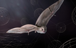 the Egyptian fruit bat