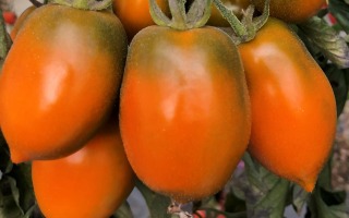 xantomato cover
