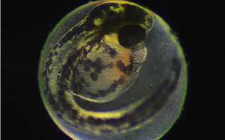 Zebrafish embryo Credit: Dr. Deodatta Gajbhiye