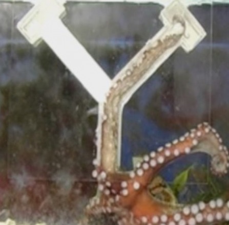 Octopus in a maze
