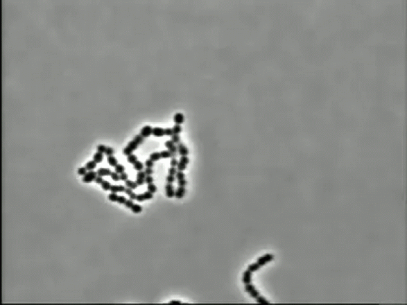 Bacteria Streptococcus pyogenes