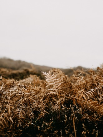annie-spratt-z6m8dagrfc0-unsplash