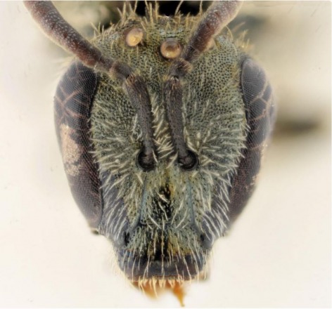 Belgian Journal of Entomology, Alain Pauly Belgian Journal of Entomology, Alain Pauly