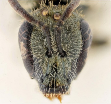 Belgian Journal of Entomology, Alain Pauly