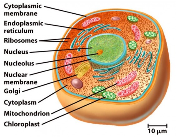 Eukaryotic cell