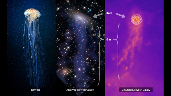Jellyfish Galaxies. התמונה באדיבות דר אלעד זינגר ו-Kiyun Yun - סטודנט לדוקטורט בקבוצת המחקר בגרמניה