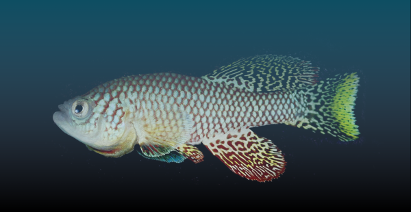 סקר שביעות רצון