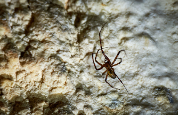 עכבישי מערות