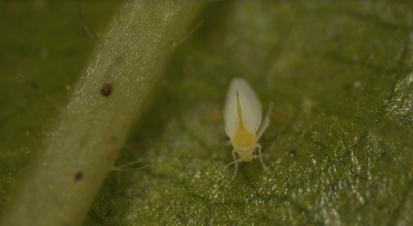 כנימת עש הטבק. צילום באדיבות דוברות האוניברסיטה העברית