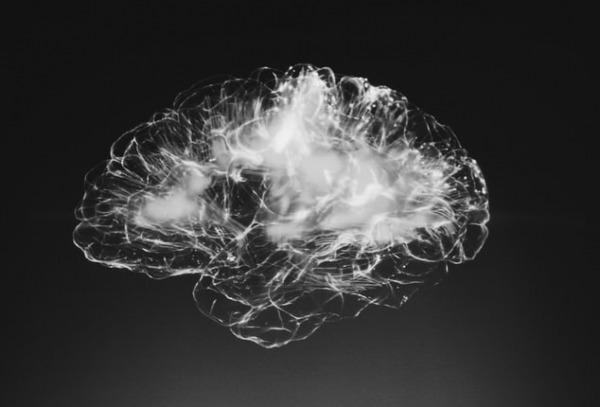 brain