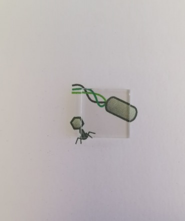 משטח הזכוכית המצופה על גבי תמונה של וירוסים - מציג את השקיפות מלאה. באדיבות דוברות האוניברסיטה העברית