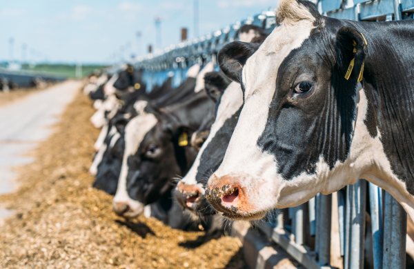 הגורמים המשפיעים על קבלת החלטות בקרב חקלאים