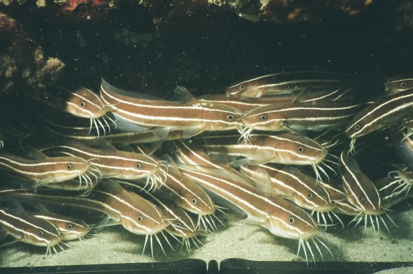 Plotosus lineatus