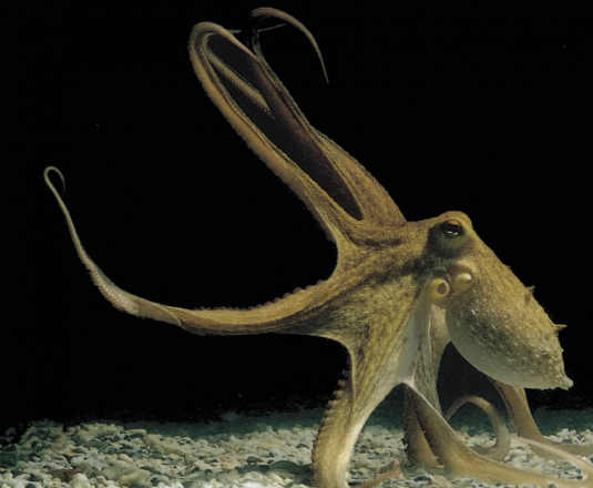 צילום: The Octopus Group Hebrew University צילום: The Octopus Group Hebrew University