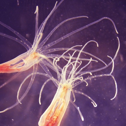 nematostella