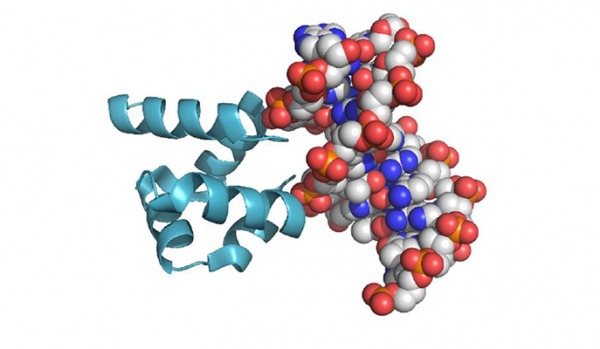 The characteristic (HhH)2 fold and its binding to the minor groove of a modern DNA molecule. How did the first ones form?