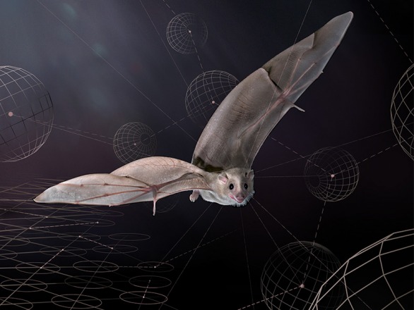 the Egyptian fruit bat the Egyptian fruit bat