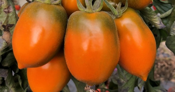 xantomato cover