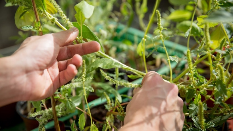 אוניברסיטה ירוקה