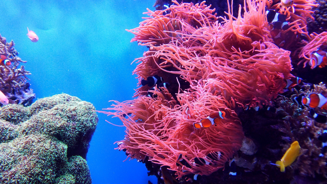 אפשר לנשום לרווחה: ‏פוצחה תעלומת המוות ההמוני של דגי שונית האלמוגים באילת